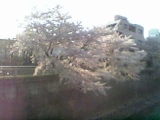 美しい桜